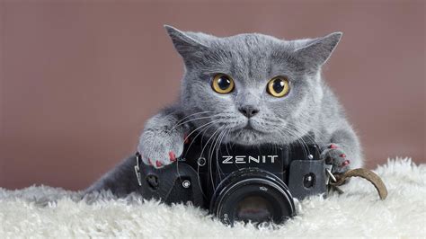 cat taking photo